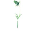 Botanical Illustration. Un progetto di Illustrazione tradizionale di Stephanie Weste - 30.03.2022