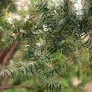 Mój projekt z kursu: Teoria barw w fotografii . Fotografie, Retușarea fotografiilor, Fotografie digitală, Compoziție fotografică și Teoria culorilor de Małgorzata W - 04.01.2022