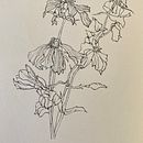 Beauty of decay . Botanical Illustration project by Barbara Ewing - 04.03.2022