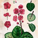 Meu projeto do curso: Ilustração botânica com aquarela. Projekt z dziedziny Trad, c, jna ilustracja,  Sztuki piękne,  Malarstwo,  R, sunek, Malowanie akwarelą, R i sunek botaniczn użytkownika Joana Cristina Santana Alves - 07.04.2022