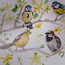 Blue tits, yellow hammer and sparrow enjoying the forsythia branches. Un proyecto de Ilustración tradicional de Sally Haylock - 05.04.2022