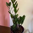 Mi Proyecto del curso: Kokedamas: crea macetas naturales de musgo. Un progetto di Artigianato, Interior design, Paesaggismo, Interior Design, DIY e Design floreale e vegetale di lopezap - 09.04.2022