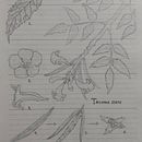 UN POCO DE FLORA Ein Projekt aus dem Bereich Traditionelle Illustration, Botanische Illustration und Design von Alexander Fernández - 11.04.2022