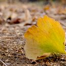 Fall . % hongyi tarafından hazırlanan Fotoğrafçılık projesi - 04.11.2022
