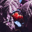 fotografia documental campos de fresas "Don Antonio" . % Micaela Ruth tarafından hazırlanan Fotoğrafçılık projesi - 04.12.2022