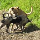 FOTÓGRAFO DE PERROS Y GATOS. Een project van Social media, Instagram, Communicatie, Marketing voor Instagram y Merkstrategie van Jacobo Reyna - 30.04.2022