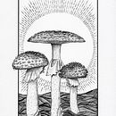Mushrooms - dip pen and ink. Ilustração tradicional projeto de Heather Iles - 14.04.2022
