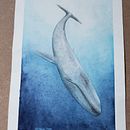 Meu projeto do curso: Técnicas de ilustração naturalista: baleias em aquarela. Un progetto di Illustrazione tradizionale e Pittura ad acquerello di Priscila Freitas - 15.04.2022