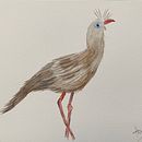My project for course: Naturalist Watercolor with Expression and Personality. Un projet de Aquarelle, Illustration naturaliste et Illustration traditionnelle de thaismarra - 16.04.2022