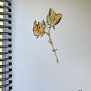 Seed Pod . Un proyecto de Pintura a la acuarela e Ilustración botánica de susan_mae_kaiser - 17.04.2022
