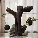 My project for course: Kokedamas: Create Natural Moss Pots . Arts, Crafts, Interior Design, L, scape Architecture, Decoration, DIY, Floral, and Plant Design project by Archelaos Biehler - 04.19.2022