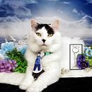 Photography - Animal - Mr. Spock. Un progetto di Fotografia e Fotografia di ritratto di Brittni Bromley - 20.04.2022