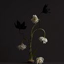 Personal: Botanical. Photograph project by Gabriela Silveira - 04.20.2022