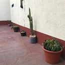 Mi Proyecto del curso: Diseño de espacios verdes para tu casa. Un progetto di Paesaggismo, Design floreale e vegetale e Progettazione dello spazio di Valeria Silva - 21.04.2022