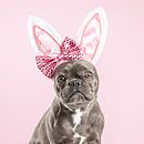 Mon projet du cours : Introduction à la photographie de chiens. Een project van Fotografie, Portretfotografie, Studiofotografie,  Documentairefotografie, Lifest, le fotografie e Interieurfotografie van maryselevert3 - 23.04.2022