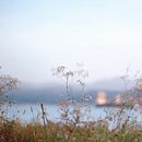 Wild Flowers Series. Fotografia projeto de Dondon Herrera - 23.04.2022