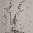 Elefante. Un proyecto de Dibujo a lápiz de jjdg - 26.04.2022