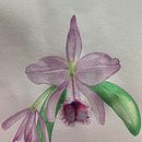 Mi Proyecto del curso: Ilustración botánica con acuarela. Un progetto di Illustrazione tradizionale, Belle arti, Pittura, Disegno, Pittura ad acquerello e Illustrazione botanica di Maria Fernanda Hurtado - 27.04.2022