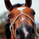 Equus. Un proyecto de Fotografía de Joel Conesa - 02.05.2022