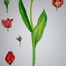 Mi proyecto del curso: Ilustración botánica con acuarela. Traditional illustration, Fine Arts, Painting, Drawing, Watercolor Painting, and Botanical Illustration project by Cincia Korovaichuk - 05.11.2022