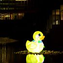 Mi proyecto del curso: Creación de cuentos infantiles - El ave que se alimentaba de la luz - . % Rose Landaeta tarafından hazırlanan Yazma, Hika, e anlatımı, Çocuk İllüstras, onu, Çocuklarla Yaratmak, Anlatı, Kurgu Yazımı, Yaratıcı Yazarlık, Çocuk Edebi, Ve atı projesi - 05.07.2022