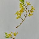 Forsythia - based on a real plant Ein Projekt aus dem Bereich Aquarellmalerei von Lucie Butcher - 21.04.2022