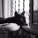 Mi proyecto final del curso: Fotografía lifestyle de perros . % Luz Quintana tarafından hazırlanan Fotoğrafçılık, Portre Fotoğrafçılığı, Instagram Fotoğrafçılığı, Belgesel Fotoğrafçılık, Ve Yaşam Tarzı Fotoğrafçılığı projesi - 05.13.2022