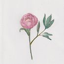 My project for course: Botanical Watercolor: Illustrate the Anatomy of Flowers Ein Projekt aus dem Bereich Traditionelle Illustration, Bildende Künste, Malerei, Zeichnung, Aquarellmalerei und Botanische Illustration von Savinee Montalampa - 19.05.2022