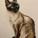 Gato curso Sarah Strokes -estudo. Watercolor Painting project by Cristina Caggiano C - 05.19.2022