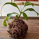 Projeto do curso Kokedama: crie vasos naturais de musgo . Arts, Crafts, Interior Design, L, scape Architecture, Decoration, DIY, Floral, and Plant Design project by Mariana Ciuffo Nunziangeli - 05.22.2022