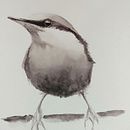 My project for course: Artistic Watercolor Techniques for Illustrating Birds. Projekt z dziedziny Trad, c, jna ilustracja, Malowanie akwarelą, R, sunek realist, czn, Ilustracja naturalist i czna użytkownika johndoyle44 - 24.05.2022
