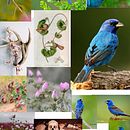 Mi proyecto del curso: Ilustración naturalista con bolígrafo . % Enrique Villegas Gomez tarafından hazırlanan Geleneksel illüstras, on, Çizim, Gerçekçi Çizim, Doğalcı İllüstras, Ve on projesi - 05.25.2022