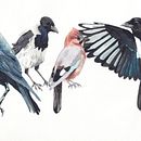 My project for course: Artistic Watercolor Techniques for Illustrating Birds. Traditional illustration, Watercolor Painting, Realistic Drawing, and Naturalistic Illustration project by astridcoxon - 05.25.2022