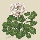 Ordinary Lucky Clover. Projekt z dziedziny Trad, c, jna ilustracja i Projektowanie graficzne użytkownika Jesika - 28.03.2022