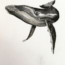 Il mio progetto del corso: Tecniche di illustrazione naturalistica: balene ad acquerello. Projekt z dziedziny Trad, c, jna ilustracja,  Projektowanie plakatów, Ilustracja c, frowa i Manga użytkownika lusi - 01.06.2022