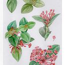 Projeto do curso "Aquarela Botânica: ilustre a anatomia das flores". Un progetto di Illustrazione tradizionale, Belle arti, Pittura, Disegno, Pittura ad acquerello e Illustrazione botanica di Gabriela Zogbi - 31.05.2022