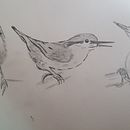 Mein Kursprojekt: Illustriere Vögel mit expressiven Aquarelltechniken Ein Projekt aus dem Bereich Traditionelle Illustration, Aquarellmalerei, Realistische Zeichnung und Naturalistische Illustration von Kai Möller - 04.06.2022