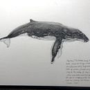My project for course: Naturalist Illustration Techniques: Whales in Watercolor . Ilustrație tradițională, Design de postere, Ilustrație digitală și Manga de carolelstewart - 06.06.2022