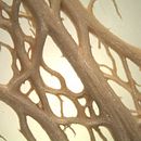 New products from nopal waste. Een project van Productontwerp van Mauricio Vásquez - 08.06.2022