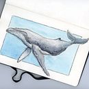 Hump Back Whale sketch. Een project van Traditionele illustratie van Ian Bowler - 09.06.2022