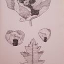 Mi proyecto del curso: Ilustración botánica: del cuaderno a la lámina . % Marisol Martinez tarafından hazırlanan Geleneksel illüstras, on, Eskiz çizimi, Çizim, Botanik İllüstras, on, Eskiz defteri, Mürekkep İllüstras, Ve onu projesi - 06.09.2022