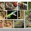 El reino de las serpientes. Un projet de Écriture, Stor, telling, Narration, Écriture de fiction , et Écriture créative de Cristian Cevallos - 30.05.2022