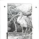Guará. Un projet de Esquisse , Dessin, Dessin artistique, Carnet de croquis, Illustration à l'encre et Illustration naturaliste de Júlia d'Oliveira - 19.06.2022