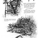 About gardens. Un progetto di Design, Illustrazione tradizionale, Design editoriale, Belle arti, Pittura, Fumetto, Disegno, Disegno a matita, Stor, telling, Stor, board, Disegno realistico, Illustrazione con inchiostro e Illustrazione naturalistica di Paola Franco - 18.06.2022