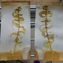 Impresión botánica en textil y papel : jugando y dejándome sorprender . Un proyecto de Artesanía, Diseño de moda, DIY, Teñido Textil, Estampación textil y Diseño textil de Maria Carbó Ponce - 20.06.2022