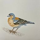 My project for course: Naturalist Bird Illustration with Watercolors. Projekt z dziedziny Trad, c, jna ilustracja, Malowanie akwarelą, R, sunek realist, czn, Ilustracja naturalist i czna użytkownika rebecca_hancox4 - 21.06.2022