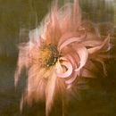 Spectral Flora. Un proyecto de Fotografía y Bellas Artes de Lyle Robinson - 23.06.2022