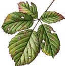 Leaf Portraits. Un proyecto de Ilustración tradicional, Ilustración botánica y Pintura a la acuarela de Julia Trickey - 24.06.2022