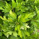 Mon projet du cours : Motifs botaniques et carnet de croquis. Ilustração tradicional, Pattern Design, Ilustração botânica, e Sketchbook projeto de Anne-Flore Stritmatter - 24.06.2022