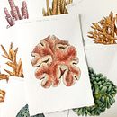Coral Reef. Un proyecto de Ilustración tradicional, Diseño, Bellas Artes, Dibujo, Creatividad, Bocetado, Pintura a la acuarela, Ilustración infantil, Ilustración botánica, Sketchbook, Ilustración con tinta, Ilustración editorial, Ilustración naturalista				, Diseño floral, vegetal y Pintura decorativa de Katie Putt - 28.06.2022